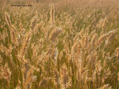 crested wheatgrass stand of crested wheatgrass plants in August