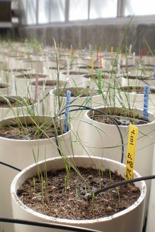 pots in greenhouse with cheatgrass and a native perennial grass growing