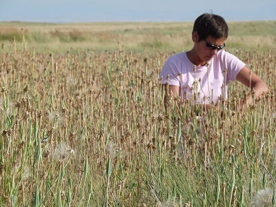 person sitting in field of western salsify that is dispersing seeds