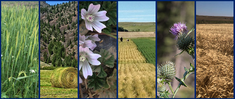 Decorative photo collage of Montana farm scenes