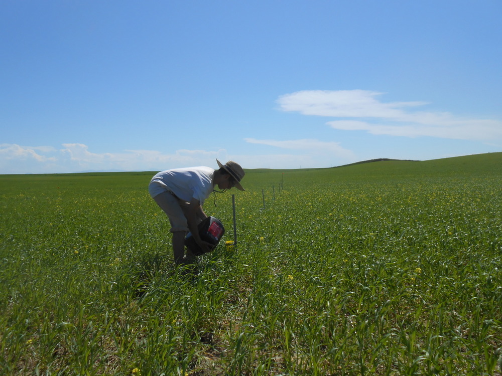 impacts of agricultural intensification on pollinators photo of a person in a field, searching for pollinators