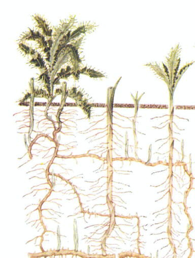 Figure 1: Illustration of Canada thistle root growth, showing roots that can grow horizontally