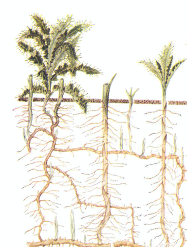 Figure 1 Figure 1: Illustration of Canada thistle root growth, showing roots that can grow horizontally