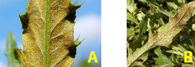 Figure 2: Under-leaf photo showing a dense covering of orange spores, second photo shows scattered small red spores under a leaf