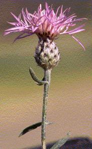 Close-up photo of a spotted knapweed flower.