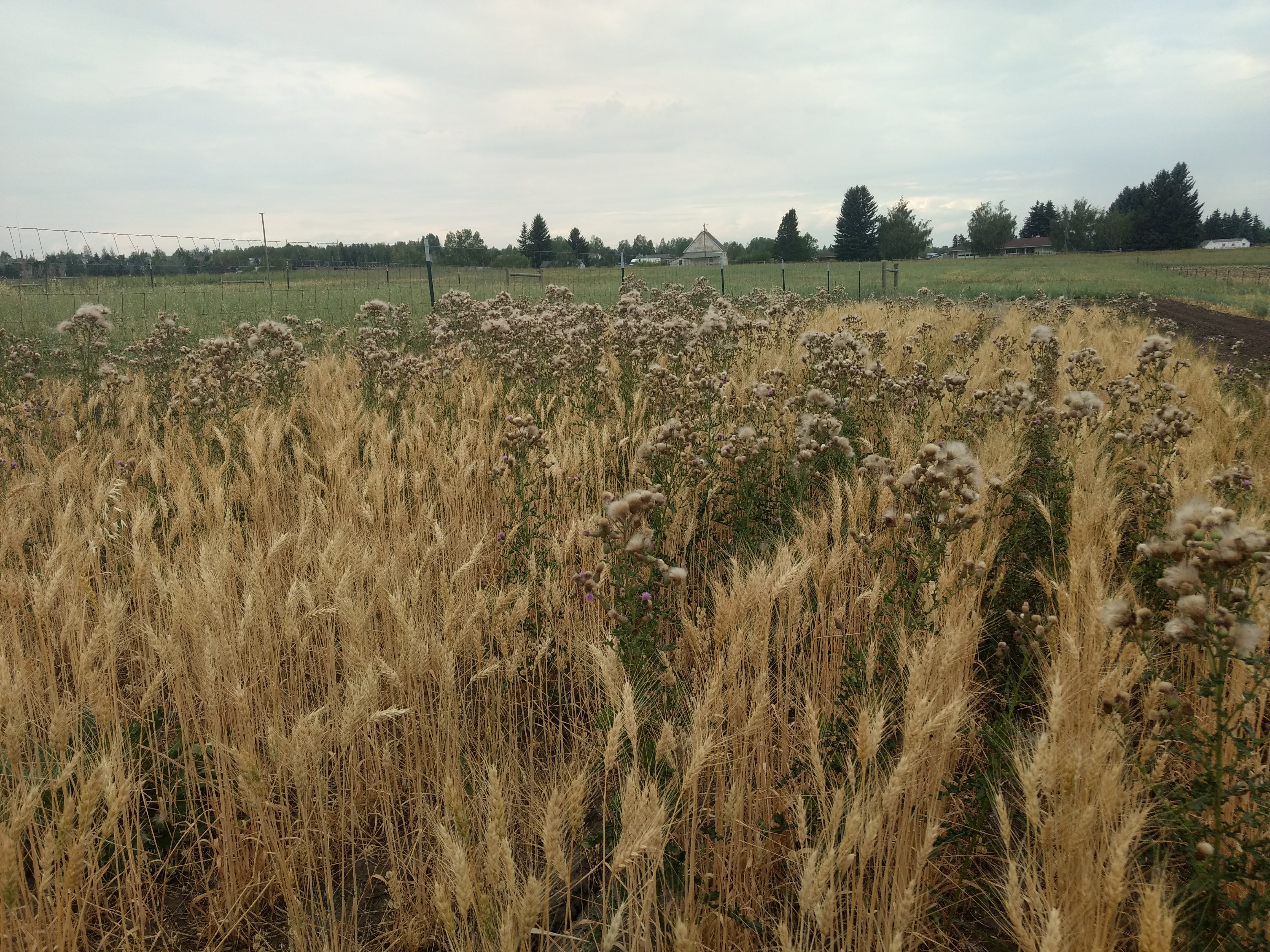 Wheat with Cirsium arvense infestation