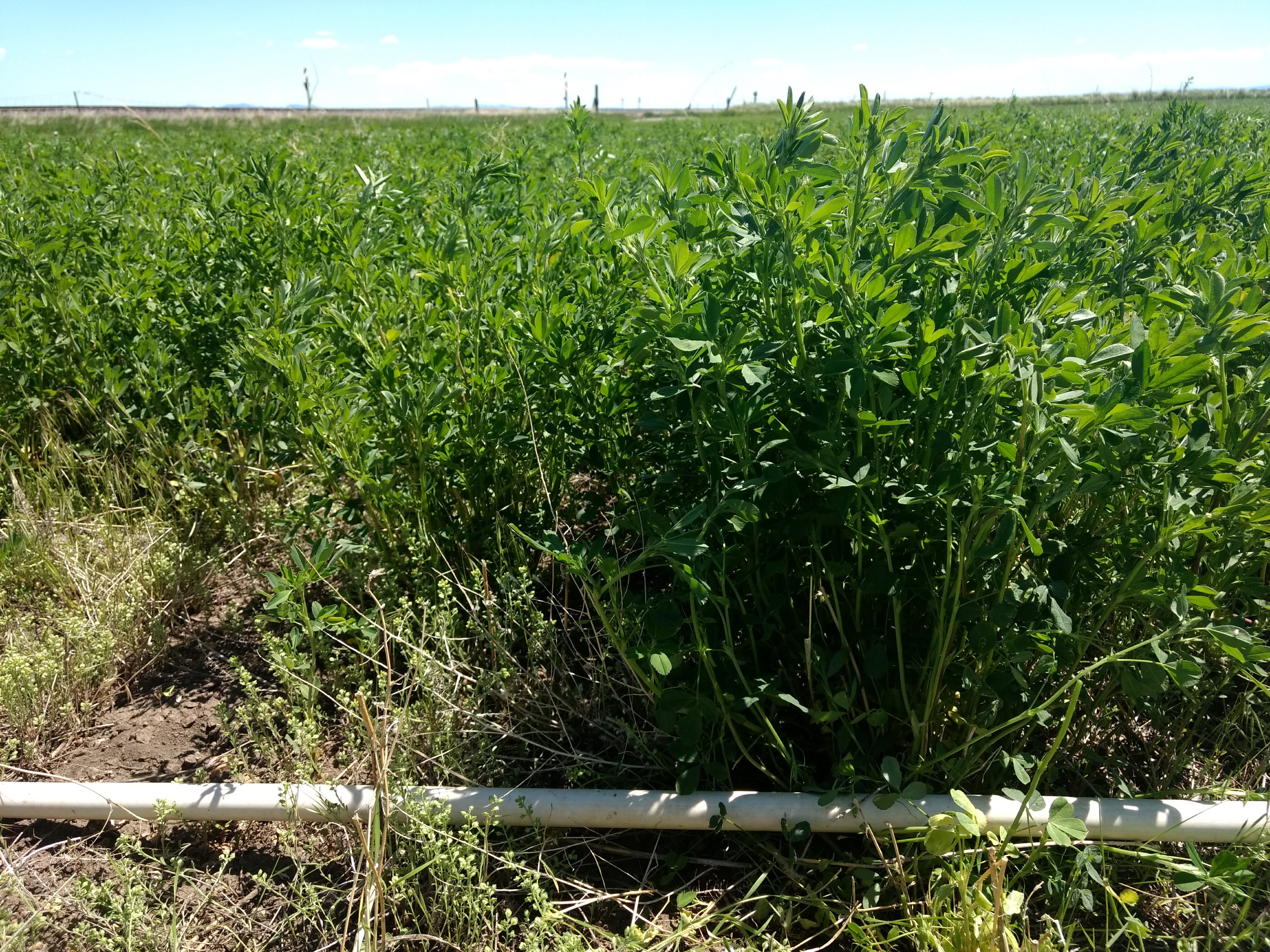 Healthy stand of alfalfa at CARC (Moccasin, MT)
