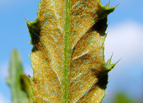 Rust infected Canada thistle leaf