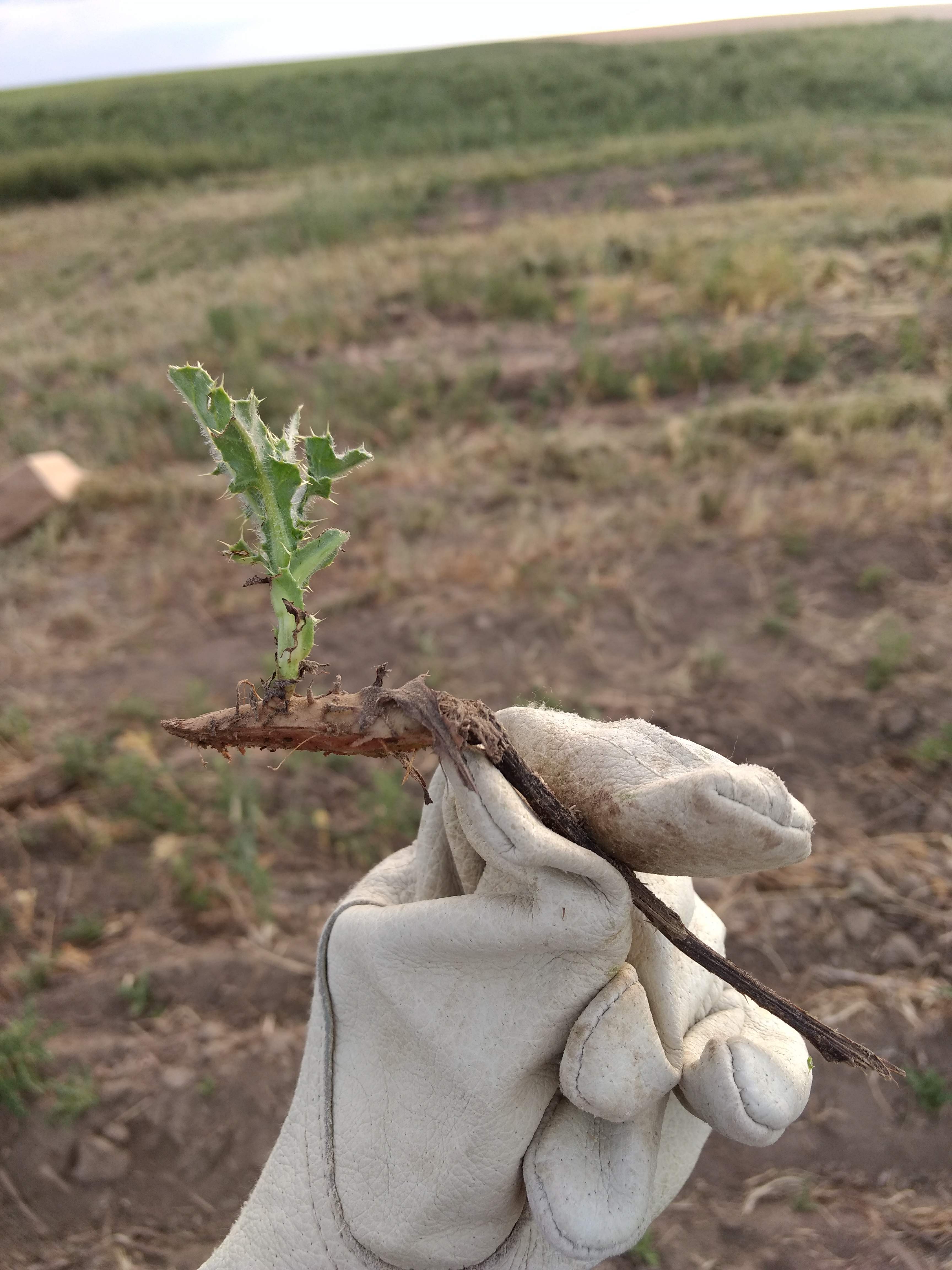 Canada thistle regrowing from a disturbed root