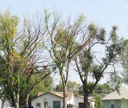 Figure 11: Photo showing several trees with clusters of dead branches