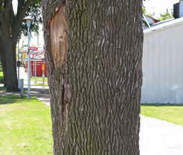 Figure 12: Photo of an ash trunk showing large gashes and scars