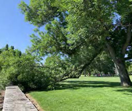 Figure 13: Photo of a large ash branch that has fallen on a sidewalk