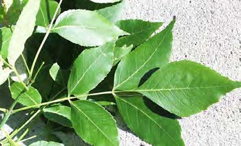 Figure 3: Photo of a cutting of ash leaves, showing leaf structure