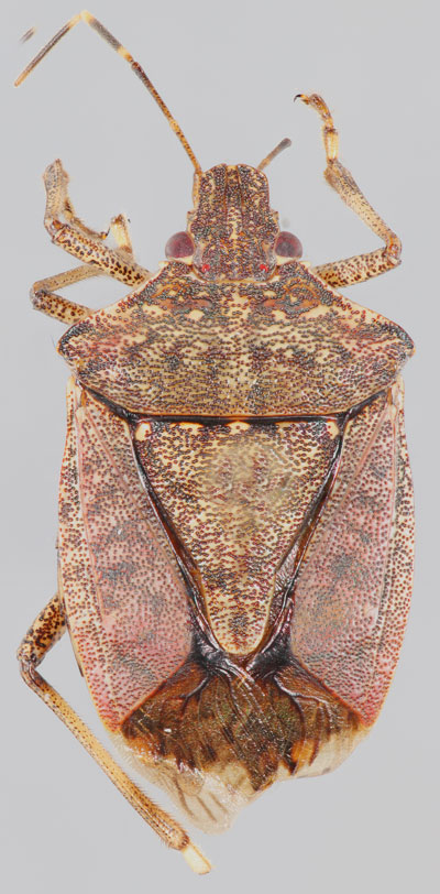 Close-up photo of a speckled brown diamond-shaped insect