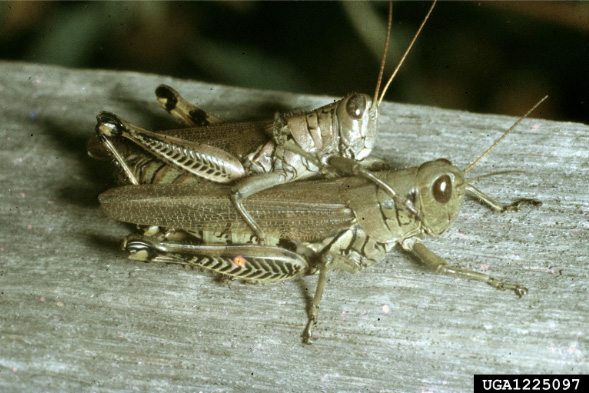 Photo of a pair of green grasshoppers on a board