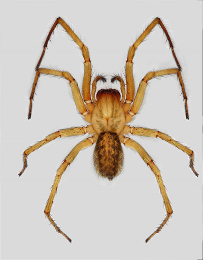 Close-up photo of a female hobo spider, with brown coloration and a narrow abdomen