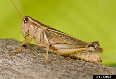 Photo of a grasshopper with a white stripe over its eye and down its back