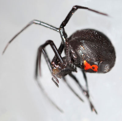 Lab photo of a black spider with a red hourglass shape in its underside