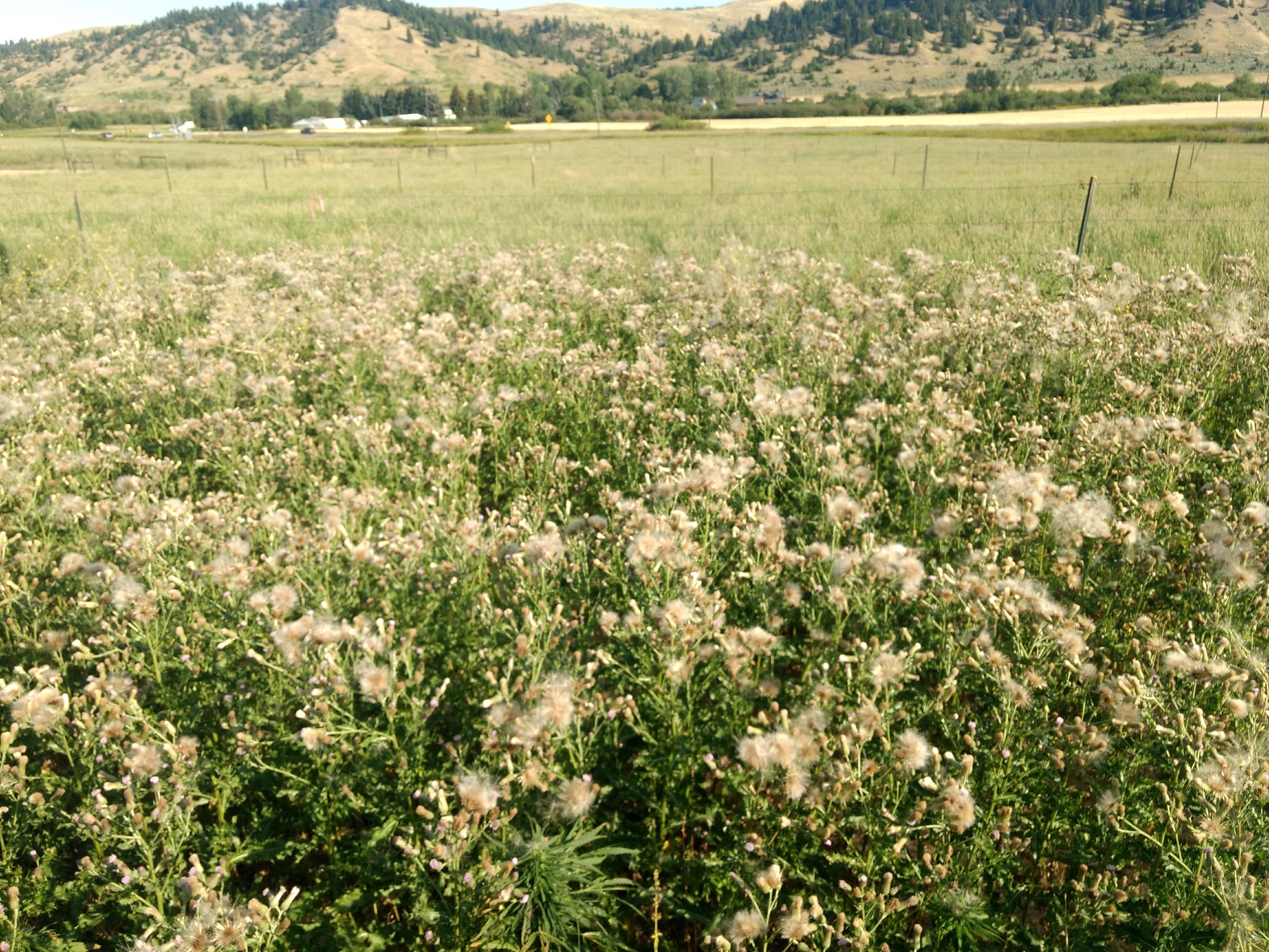Hemp crop infested with Canada thistle at Ft. Ellis (Bozeman, MT)
