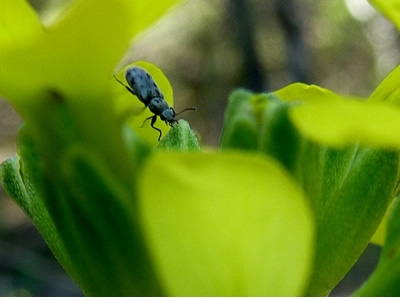 Close-up photo of a small ant-like insect on a yellow flower