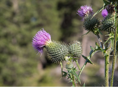 Photo of Canada thistle flower heads