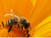 Decorative photo of a honey bee on a yellow flower