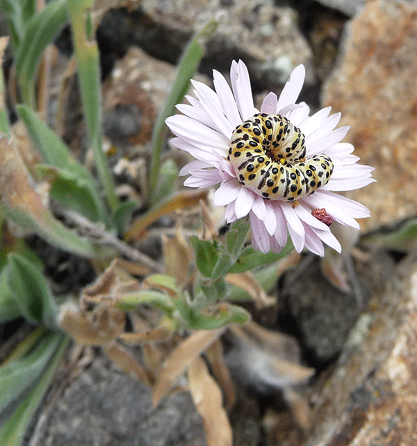 Link to full size image below Outdoor photo of plump white caterpillar with black spots on top of a wild flower