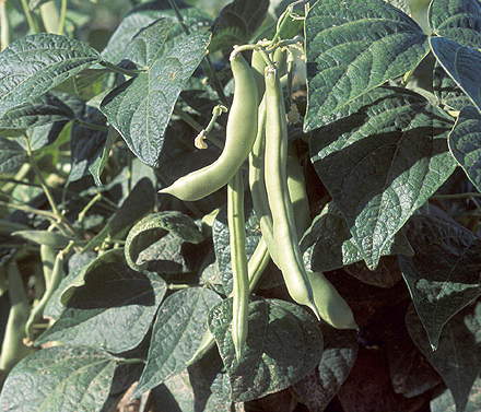 Photo of a bean plant