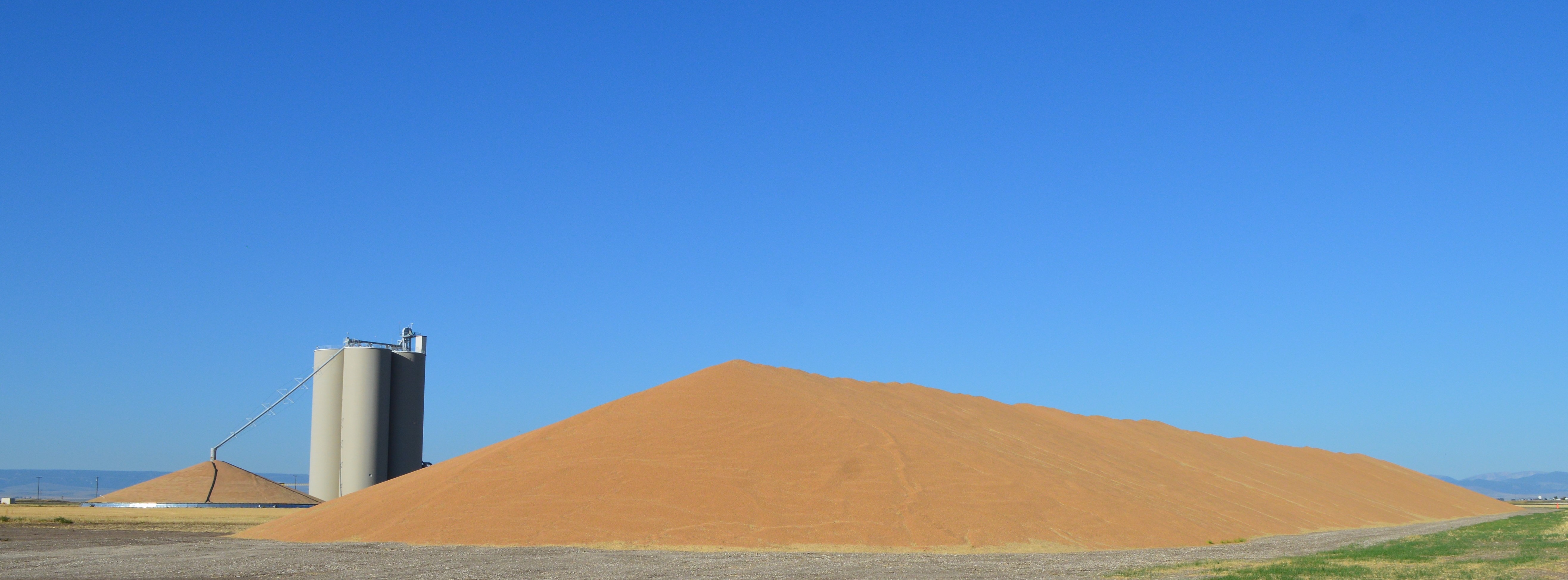 Winter Wheat Harvest Piles in Judith Basin County