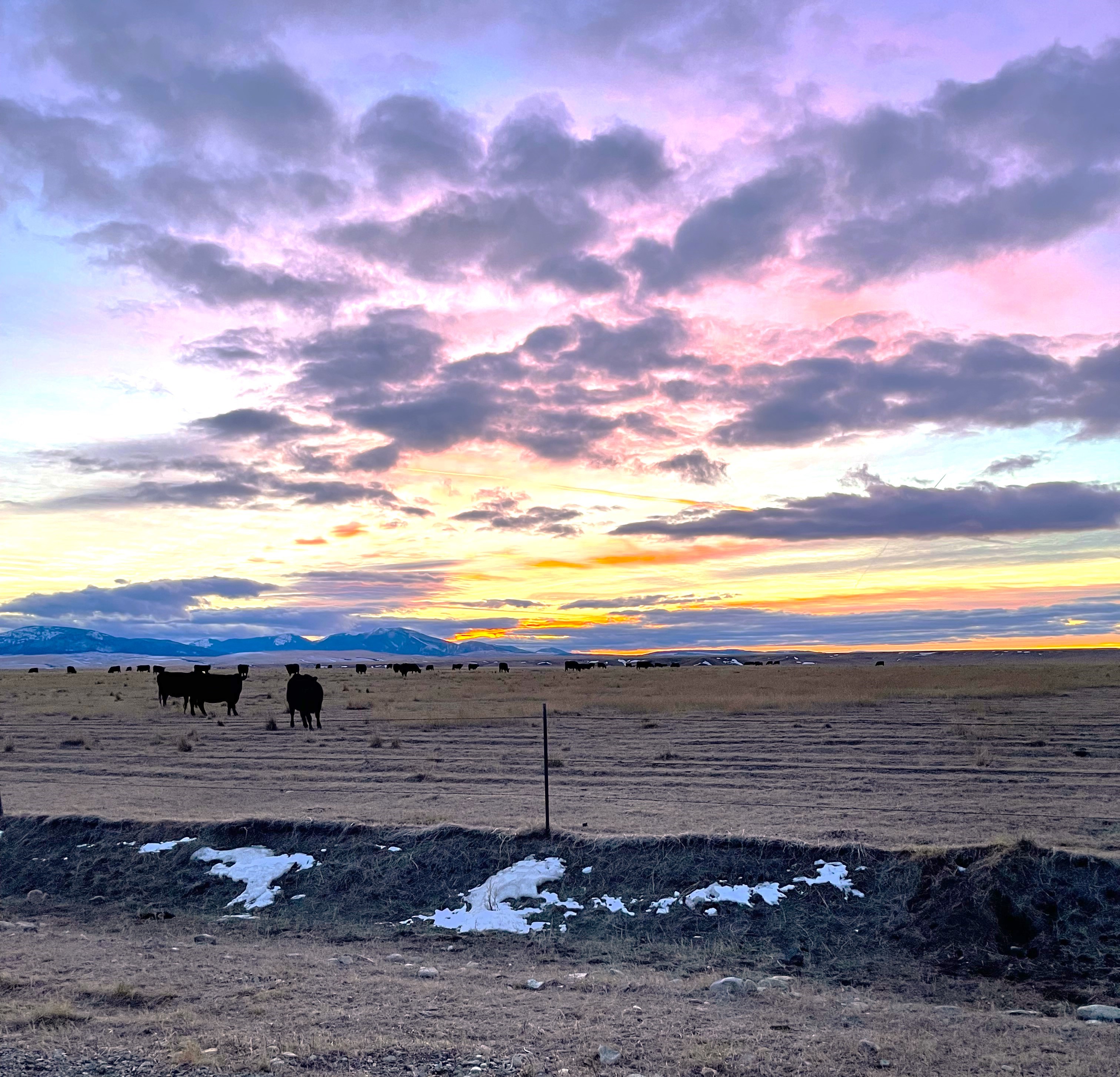Cattle feeding on a cold morning while the sun begins to light up the morning sky