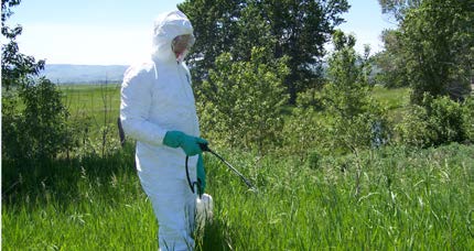 Person spraying weeds