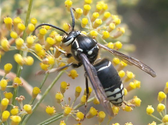 Bald-faced Hornet