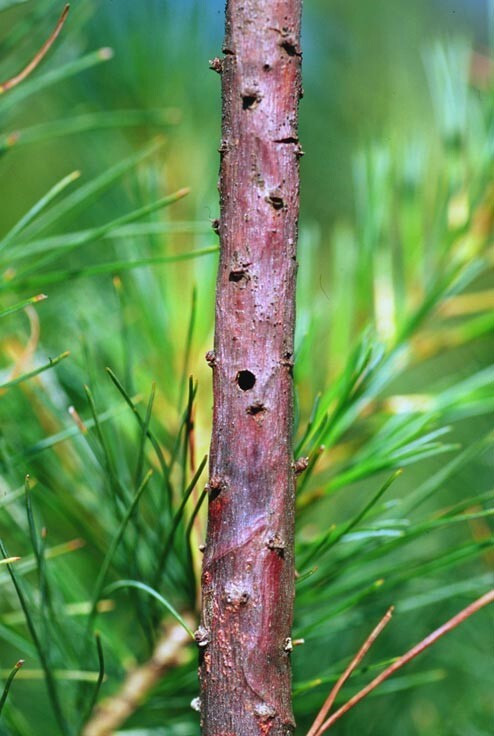 white pine weevil exit holes