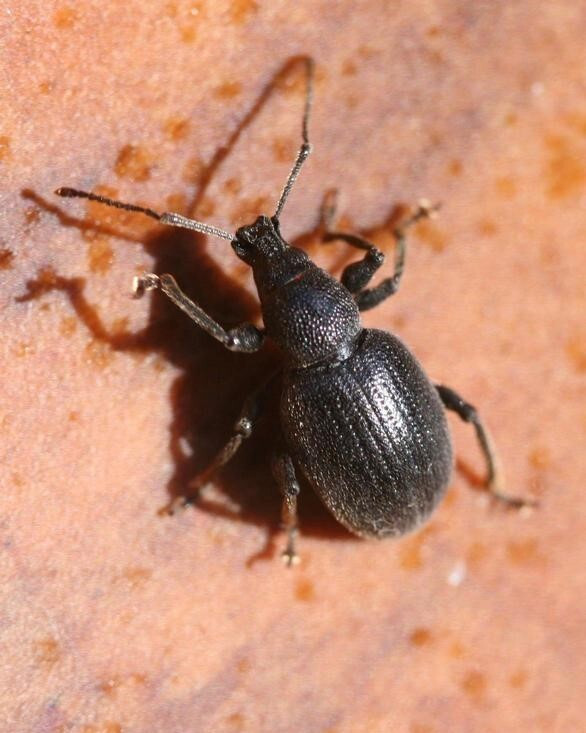 Strawberry root weevil 
