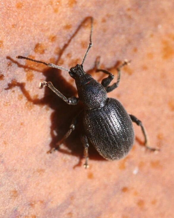 Strawberry root weevil