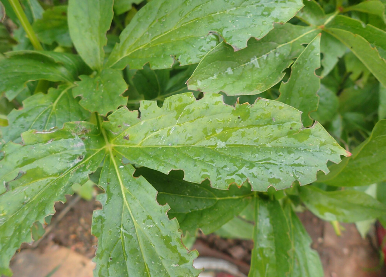 Root weevil notching damage on lilac