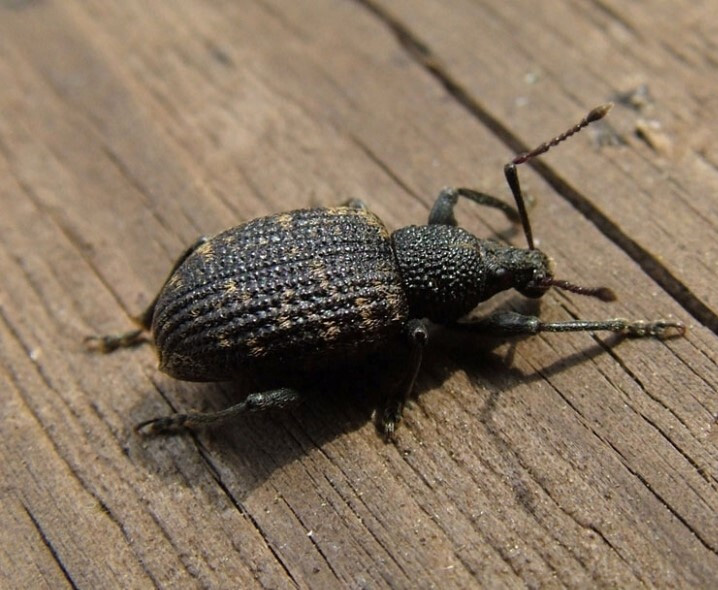 Black vine weevil