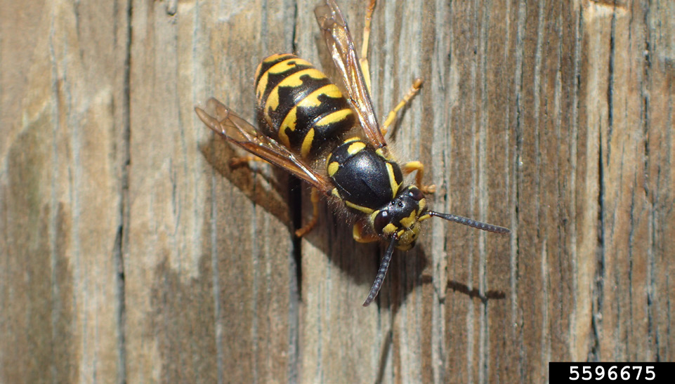 Aerial yellowjacket.