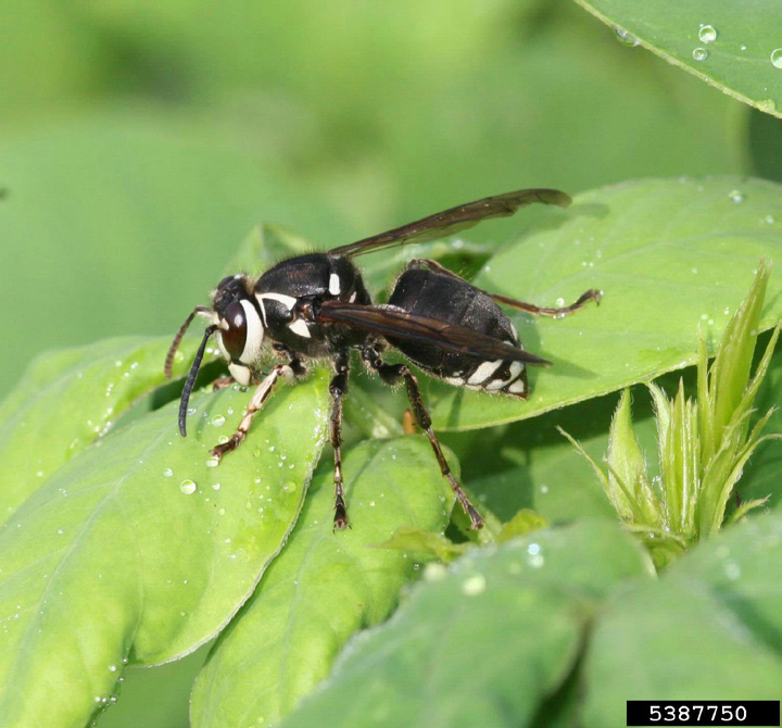 Bald-faced hornet