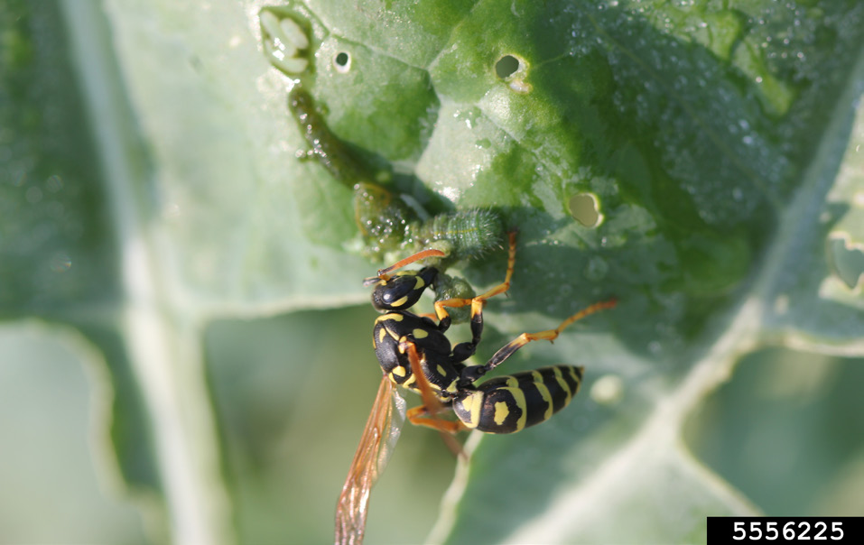 Paper wasp