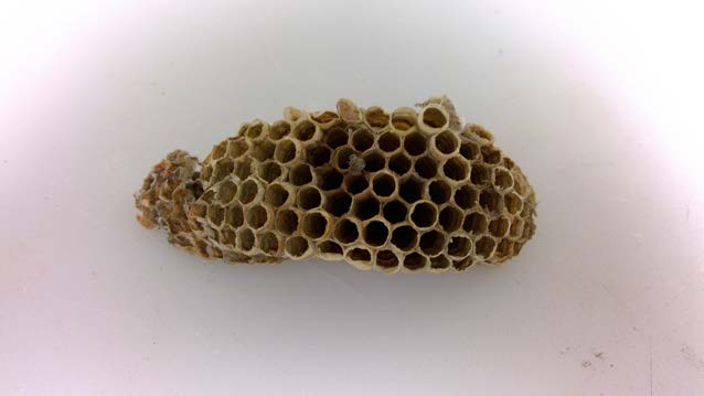 European paper wasp nest