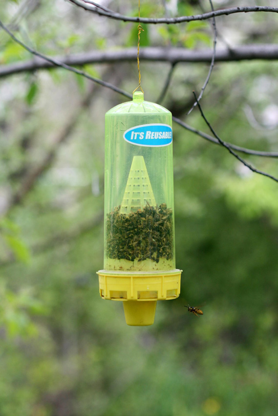 Western yellowjacket trap