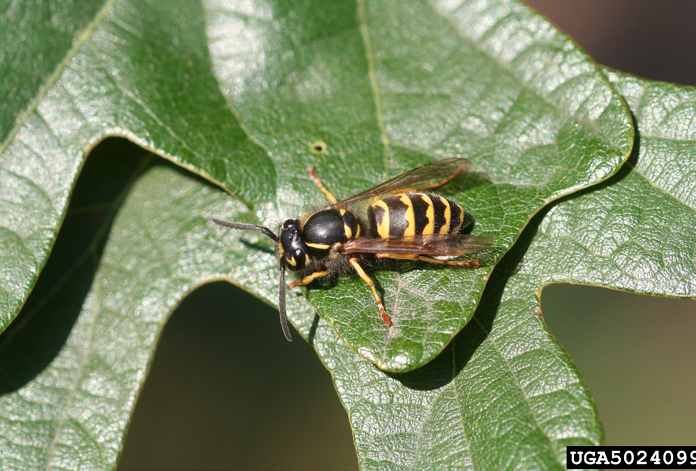 Western yellowjacket