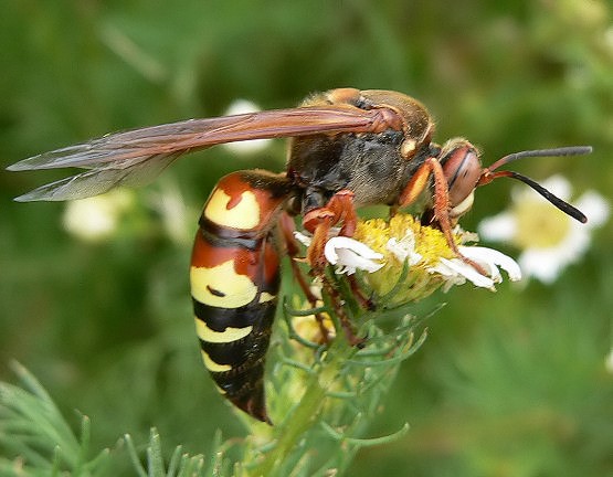 Western Cicada Killer