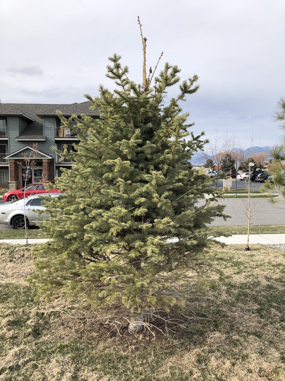 White pine weevil damage on blue spruce