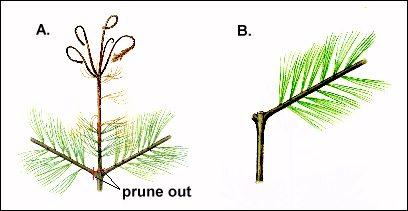 Pruning following a weevil attack