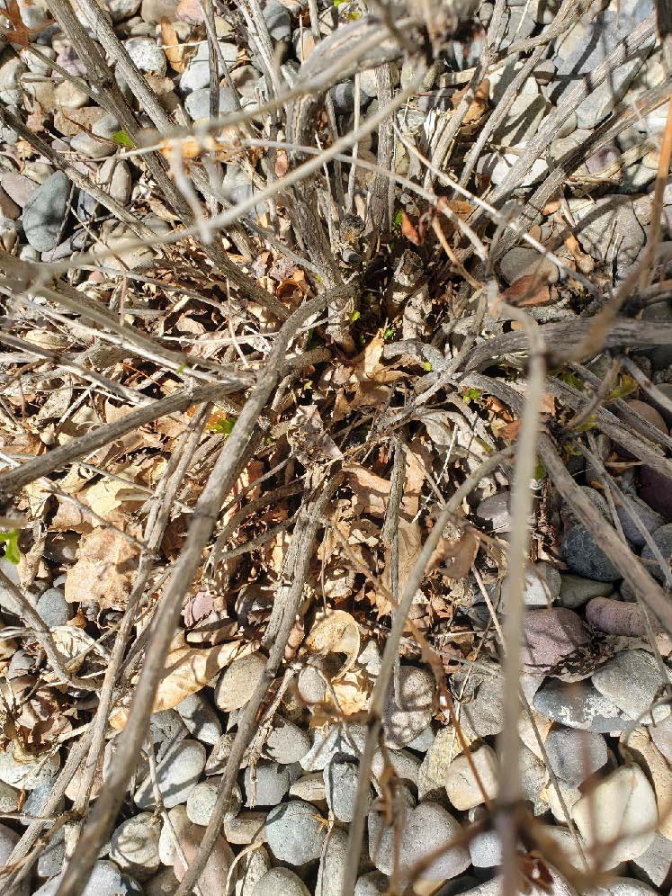 Weigela had new growth