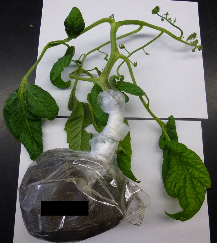 Plant showing signs of herbicide carryover
