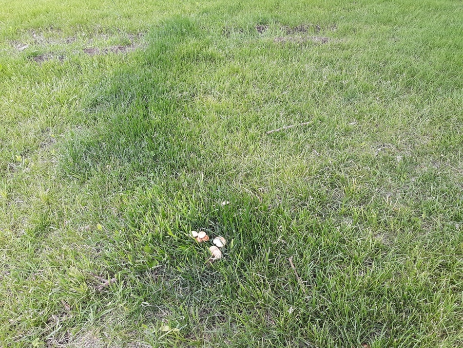 Mushrooms growing in the fairy ring