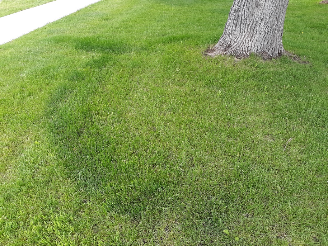 Fairy ring growing around the base of a tree